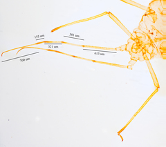 Hyperomyzus lactucae