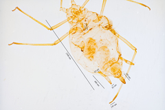 Hyperomyzus lactucae