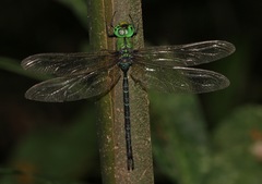 Gynacantha basiguttata