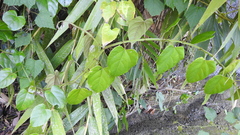 Cissus pteroclada