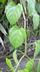 Cissus pteroclada