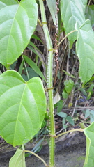 Cissus pteroclada