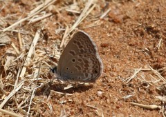 Lepidochrysops patricia