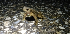 Bufo stejnegeri