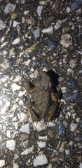 Bufo stejnegeri