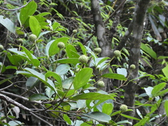 Cornus hongkongensis
