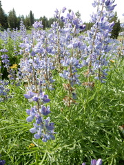 Lupinus covillei