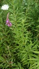 Lythrum salicaria
