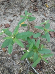 Croton glandulosus septentrionalis