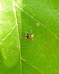 Heliophanus