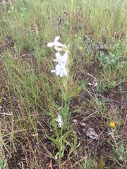 Penstemon albidus