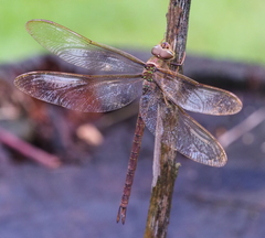 Gynacantha bifida