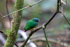Lepidothrix coronata