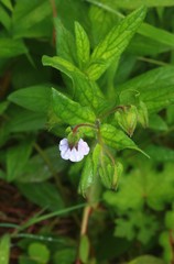 Trichodesma inaequale
