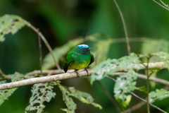 Lepidothrix coronata