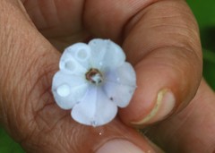 Trichodesma inaequale