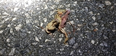 Bufo stejnegeri