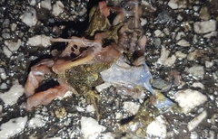 Bufo stejnegeri