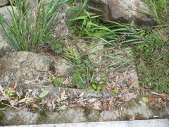 Hylodesmum podocarpum fallax