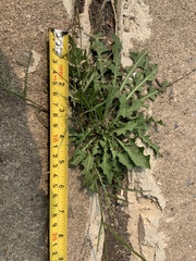 Taraxacum officinale