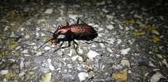 Carabus smaragdinus