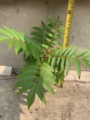Ailanthus altissima