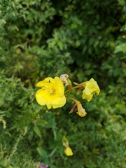 Oenothera