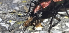 Carabus smaragdinus
