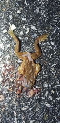 Bufo stejnegeri