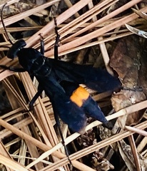 Psorthaspis brimleyi