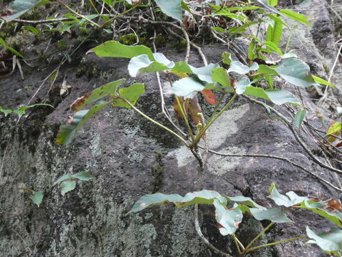 Image of Parthenocissus dalzielii by (c) Aaron Liston, some rights reserved (CC BY)