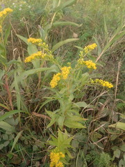 Solidago × asperula