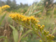 Solidago × asperula