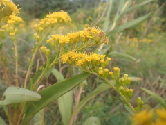 Solidago × asperula