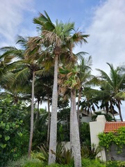 Saribus rotundifolius