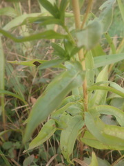 Solidago × asperula