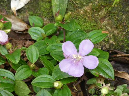 Image of Melastoma dodecandrum by (c) Aaron Liston, some rights reserved (CC BY)