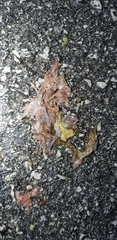 Bufo stejnegeri