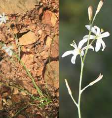 Trachyandra chlamydophylla