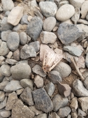 Ochropleura