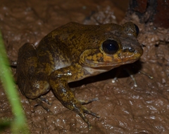 Mantidactylus grandidieri
