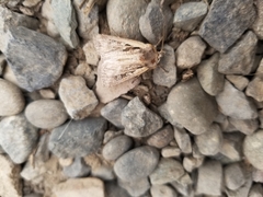 Ochropleura