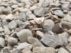 Ochropleura