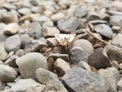 Ochropleura