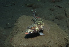 Parapercis tetracantha