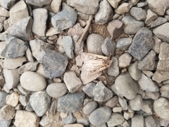 Ochropleura