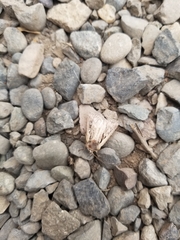 Ochropleura