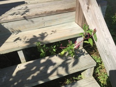 Phytolacca americana rigida