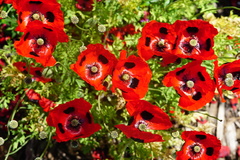 Papaver commutatum
