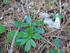 Chimaphila umbellata cisatlantica
